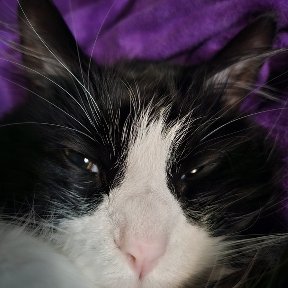 He sleeps like people🤭 - Picture 10 of 11